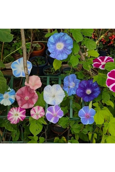 Bloom & Sow Seed Mixed Morning Glory Seeds,100 Seeds,Multi-color Climbing Mor...