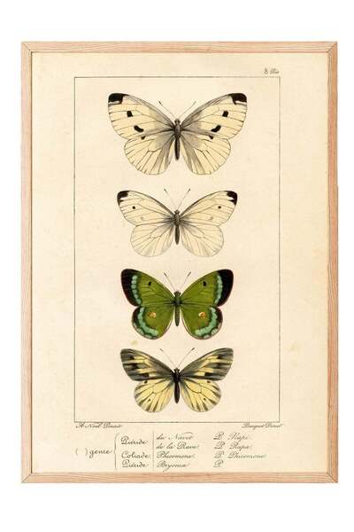 Postifull Classic Butterfly Drawing Poster – Wood-Framed Artwork No. 160489