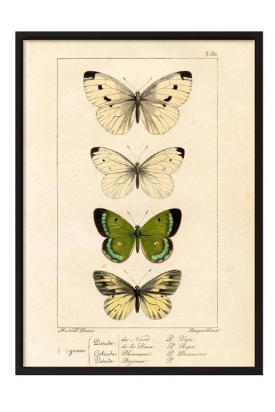 Postifull Classic Butterfly Drawing Poster – Black-Framed Artwork No. 160489