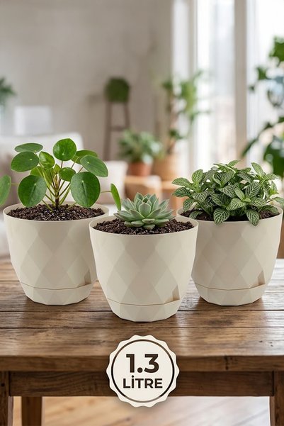 TEMMUZ HOME 2 No 3 Adet Yakamoz Kaktüs Çiçek ve Bitki Saksısı 1.3 Litre(İlan ...