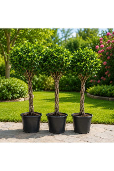 Generic Ficus Panda Twisted - 80cm to 100cm