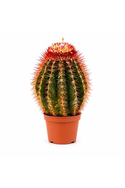 Serafina Κάκτος Melocactus Broadwyii, πράσινος με κόκκινες ακίδες, Υ 25 εκ.