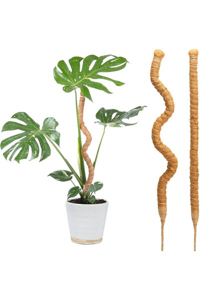 Bamworld Moss Pole 2 Pcs 27.5in Plant Stakes for Plant Support Monstera Coco ...