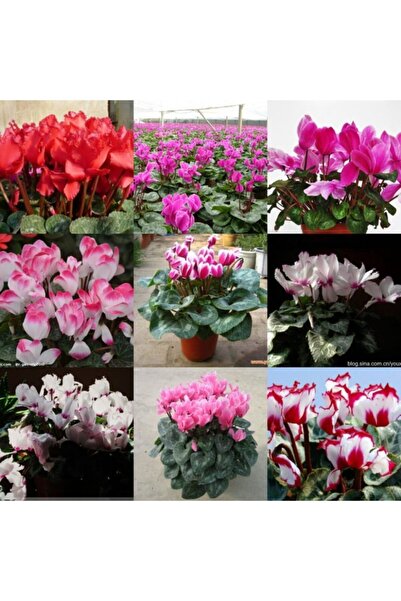 lilya tohum 7 Adet Karışık Renk Sıklamen Çiçeği Soğanı