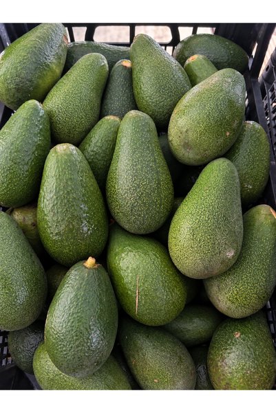 Anamur 1kg Avokado Dalından Taze-Yeni Hasat
