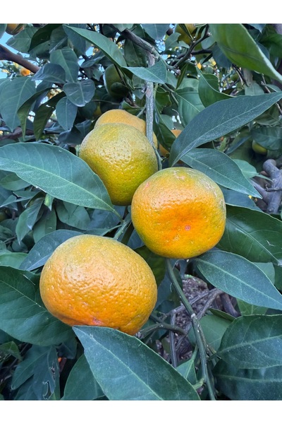 çukurova lezzetleri Mandalina 2 KG