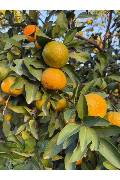 çukurova lezzetleri Mandalina 5 KG