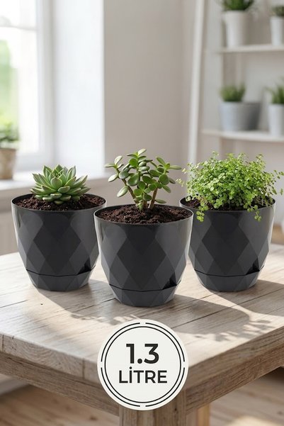 TEMMUZ HOME 2 No 3 Adet Yakamoz Kaktüs Çiçek ve Bitki Saksısı 1.3 Litre(İlan ...