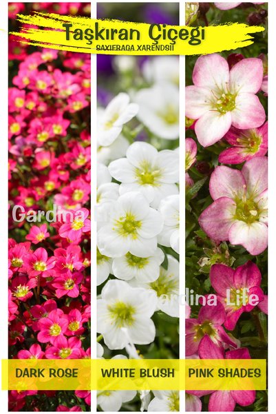 Gardina Taş Kıran Çiçeği (Saxifraga a.) Fidesi 10 Adet MIX