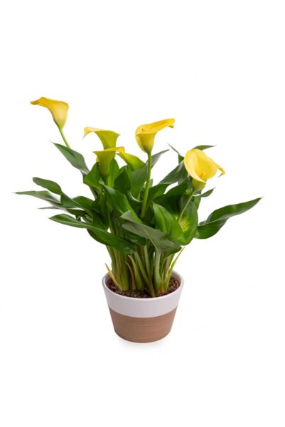 Serafina Planta naturala Zantedeschia,mix H 35-45 cm - Galben