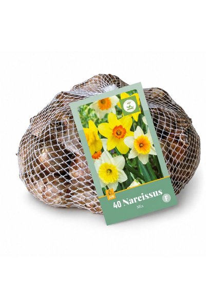 Serafina Bulbi de Narcise Mix, 40 bucati