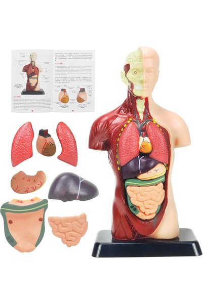 Generic Kids Early Educational Learning Toys Human Organs Model,DIY Assembly ...