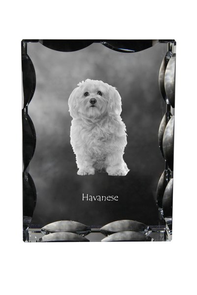 Art - Dog Art-Dog Cristal dreptunghiular cu margini decorative, Havanese cu g...