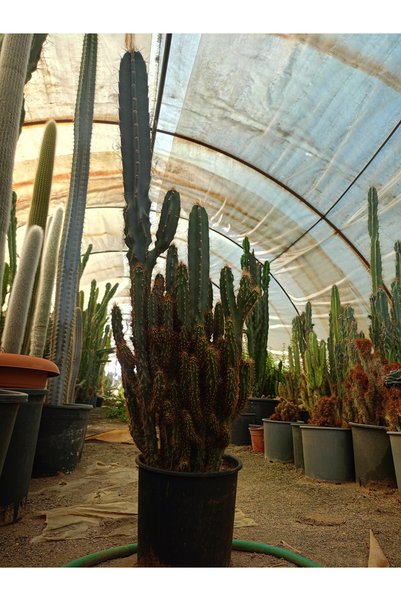 Çok yavrulu Arizona, Cereus Peruvianus 70 cm gövde