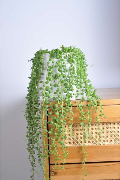 Bibitki Bipot Pure — Senecio (Tesbih Çiçeği)