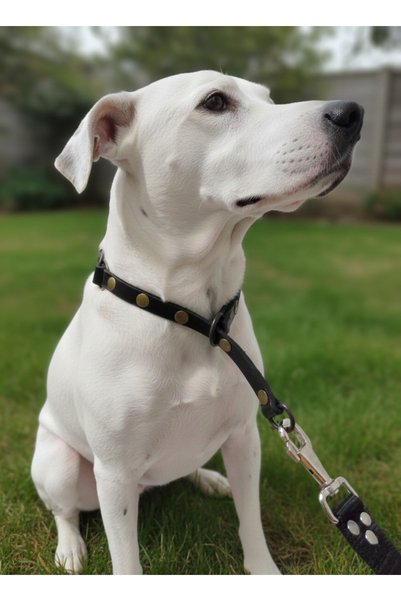 Generic Brand Dog Collar Adjustable Medium and Large Breed 1.5cm Width Leather