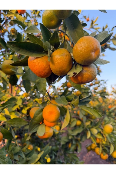 çukurova lezzetleri Mandalina 2 KG