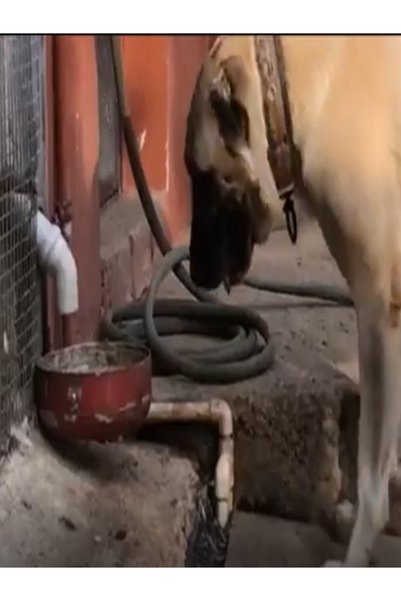 Home Otomatik Köpek Mama Makinesi