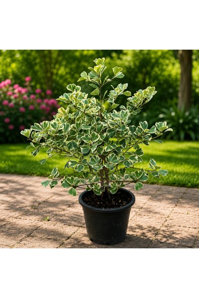 Generic Ficus Triangularis Variegata - 30cm to 40cm