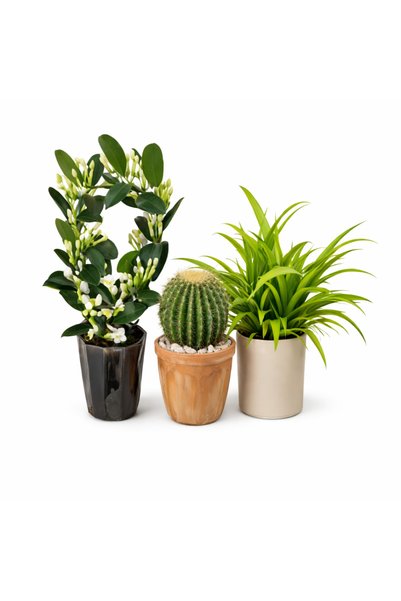 Serafina Κάκτος Echinopsis Oxygona, Υ 15 εκ., Iasomie από τη Μαδαγασκάρη, Υ 4...