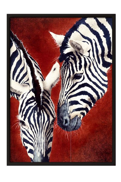 Postifull "Two Zebras Interacting" Poster – Black-Framed Artwork No. 160613