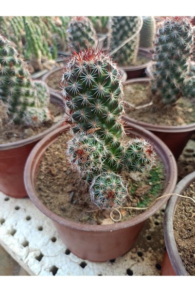 Mammillaria elongata Rubrispina altın dantel kaktüsü, kızıl kaktüs)