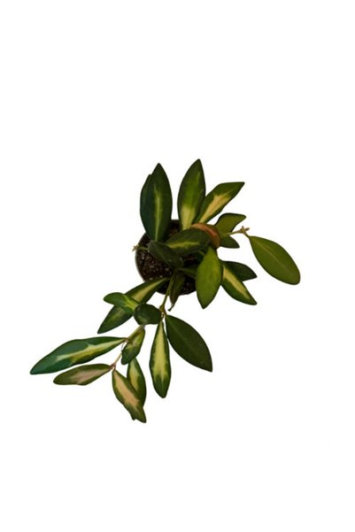 Betonish Hoya Burtoniae 'Variegata' (Mum Çiçeği)