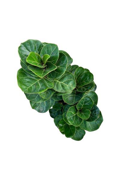 Betonish Ficus Lyrata 'Bambino' (Kauçuk Çiçeği)