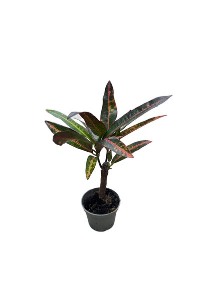 Betonish Codiaeum Variegatum 'Excellent' (Kroton Çiçeği)