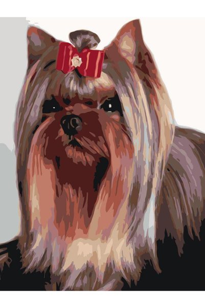Painting-numbers Set pictura pe numere Yorkshire Terrier 3287, panza pe rama ...