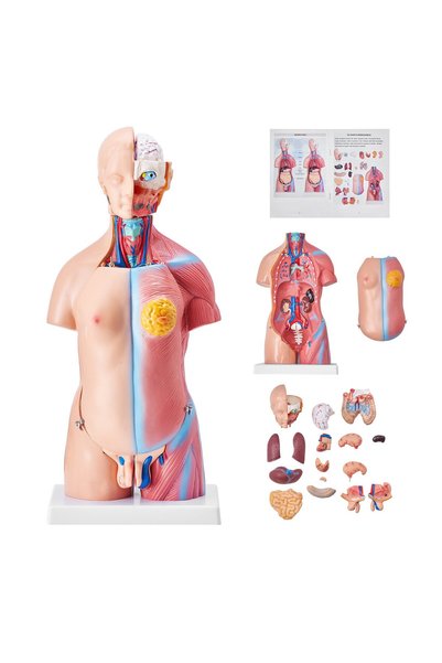 VEVOR Anatomy model, Product size: 200 x 151 x 455 mm, Material: PVC, Model n...