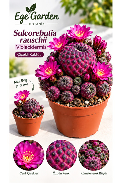 EGE GARDEN Sulcorebutia Rauschii Violacidermis Mor Kaktüs – Nadir Tür, Pembe Çiçek Açan Mini Sukulent Kaktüs