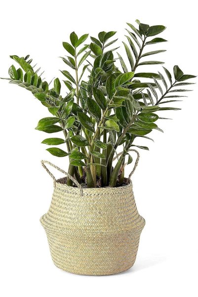 GENERAL Woven Seagrass Belly Basket with Handles, Indoor Home Storage Plant P...