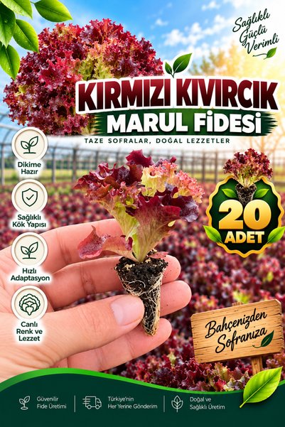 Aksu Fide Kırmızı Kıvırcık Marul Fidesi 20 Adet Lollo Rosso - Dikime Hazır Fide