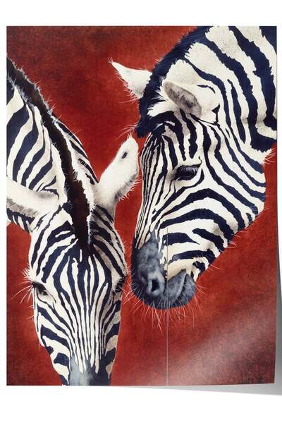 Postifull Two Zebras Interacting—Frameless Poster No. 160613