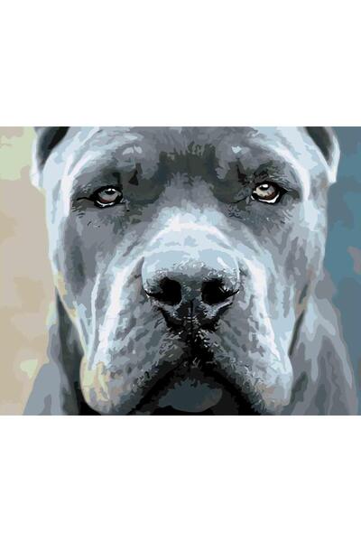 Painting-numbers Set pictura pe numere Pit bull terrier 3393, panza pe rama l...