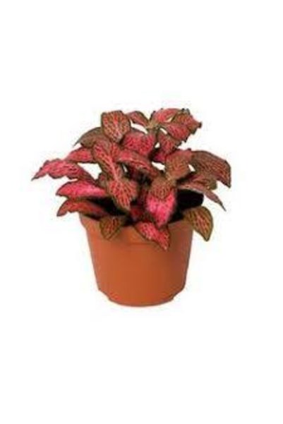 AselGarden Yaprak Güzeli Fittonia Hostes Çiçeği Fidanı Kırmızı 10-20 cm