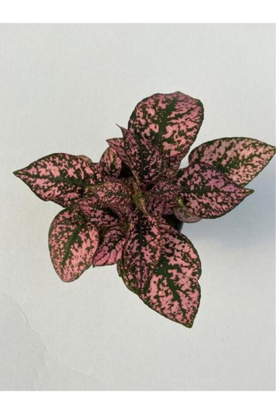 Hypoestes Rose Hostes Çiçeği Fidanı Alacalı Pembe 10-20 Cm