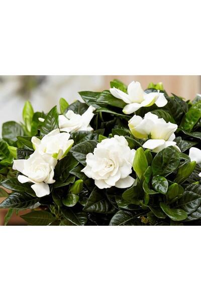 Mimoza Gardenya Jasminoides Kokulu Gardenya Ev Ve Ofis Bitkisi 10-20 cm
