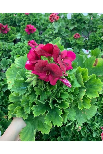 Genel Markalar Ceylan Gözü Sardunya Çiçeği Mor 10-20 Cm
