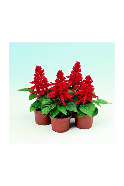 Arzuman Tohum Ateş Çiçeği (salvia Splendes) 30 Adet