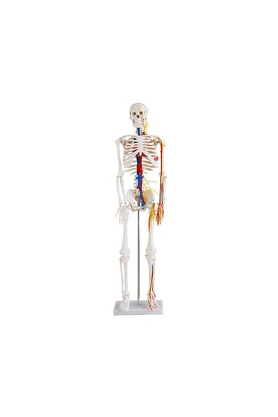 Anatomia Human Skeleton Model, Nervous and Blood Circulation 85 cm