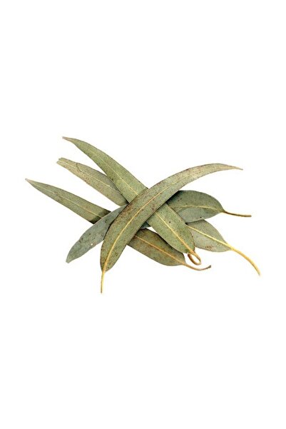 Okaliptus Yaprağı 100 Gr Özenle Seçilmiş