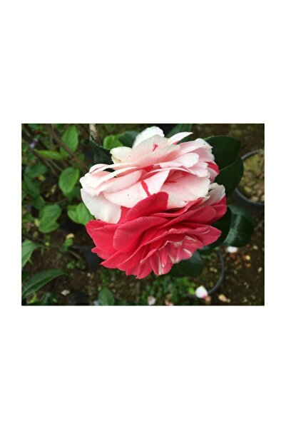 CC Kırmızı Beyaz 3 Renk Açar 20-30 Cm Özel Ürün