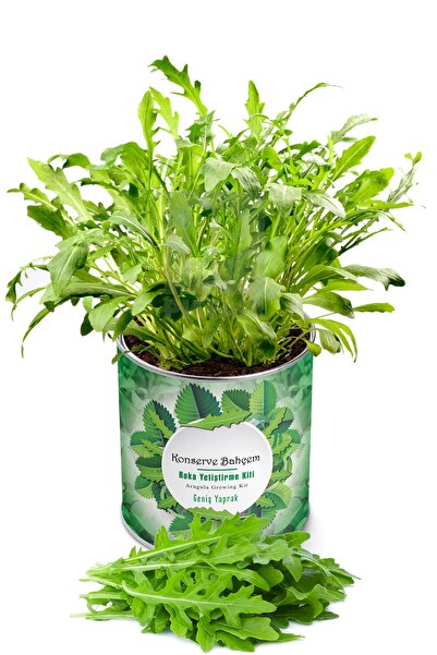 Arugula Growing Kit - Vegetable Seedling Growing Kit Arugula Seed And Peat Set