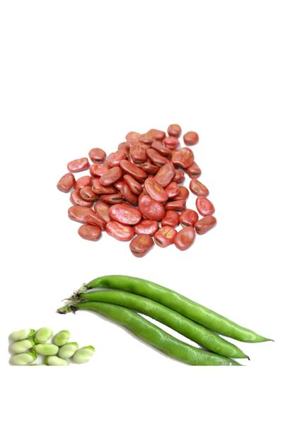 Yerli 30 Ad -bakla Tohumu (histal) 1 M² Için 6-10 Ad Tohum