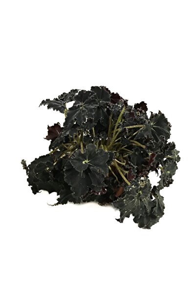 Betonish Begonia 'Black Mamba' (Begonia Çiçeği)