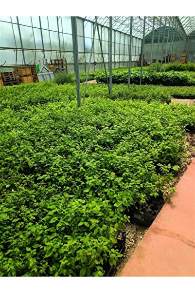 BURSATARIM Bonus Yaban Mersini Fidanı ( Likapa - Mavi Yemiş ) Blueberry