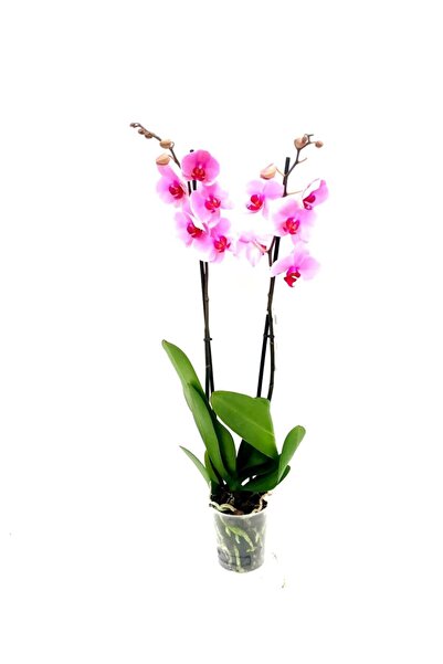 fidanova Phalaenopsis Orkide , Çift Dallı Orkide 60-80cm Arası Boyunda, Pembe