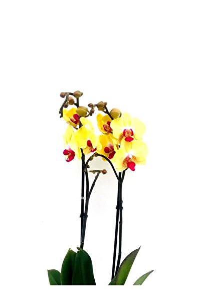 fidanova Phalaenopsis Orkide , Çift Dallı Orkide 60-80cm Arası Boyunda, Koyu Sarı